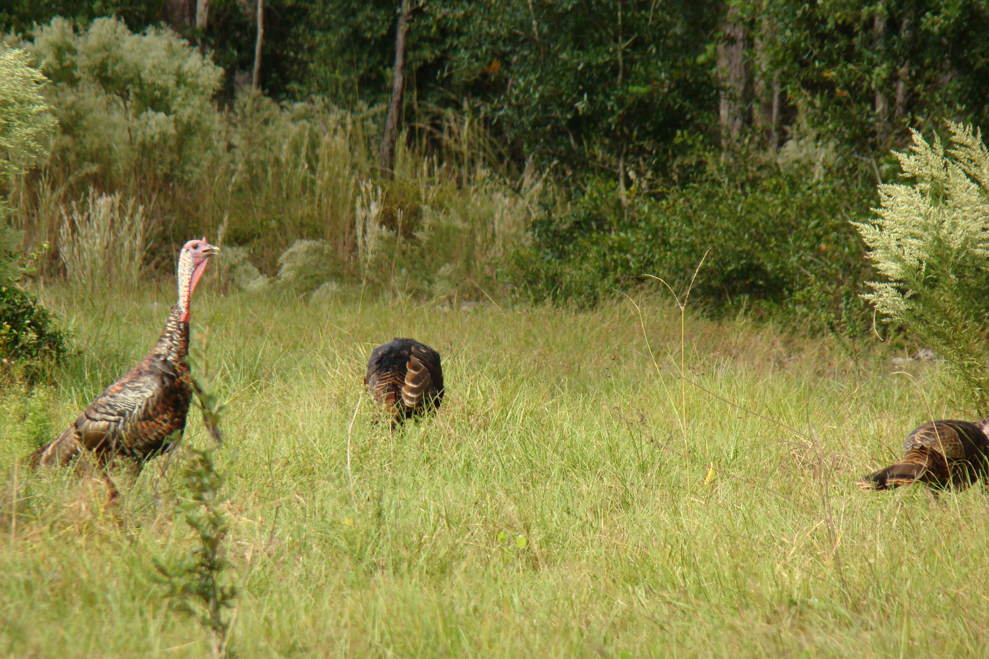 a group of Wild Turkey in a field at Faver-Dykes State Park 