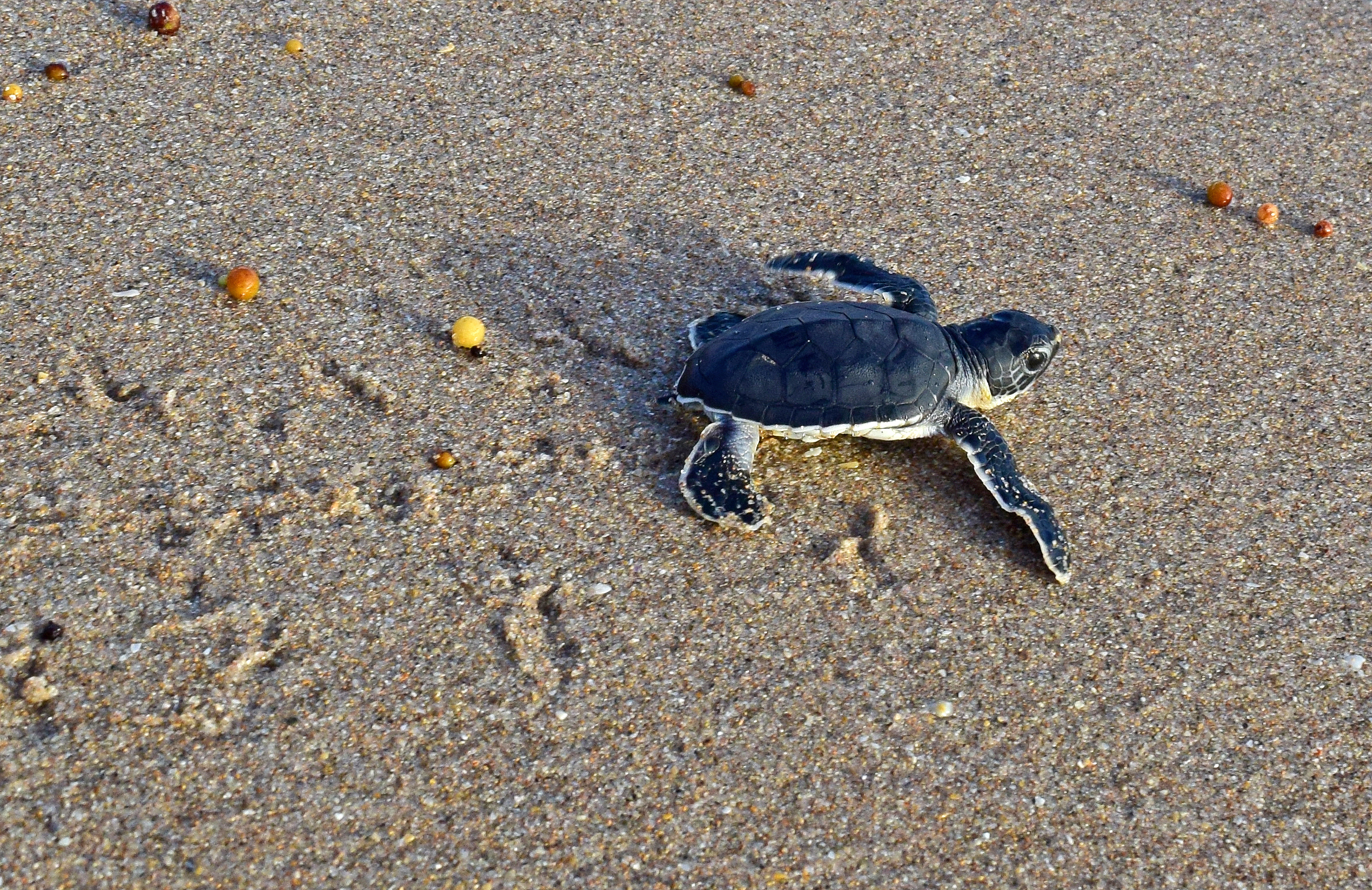 Green sea turtle hatchling heading to sea