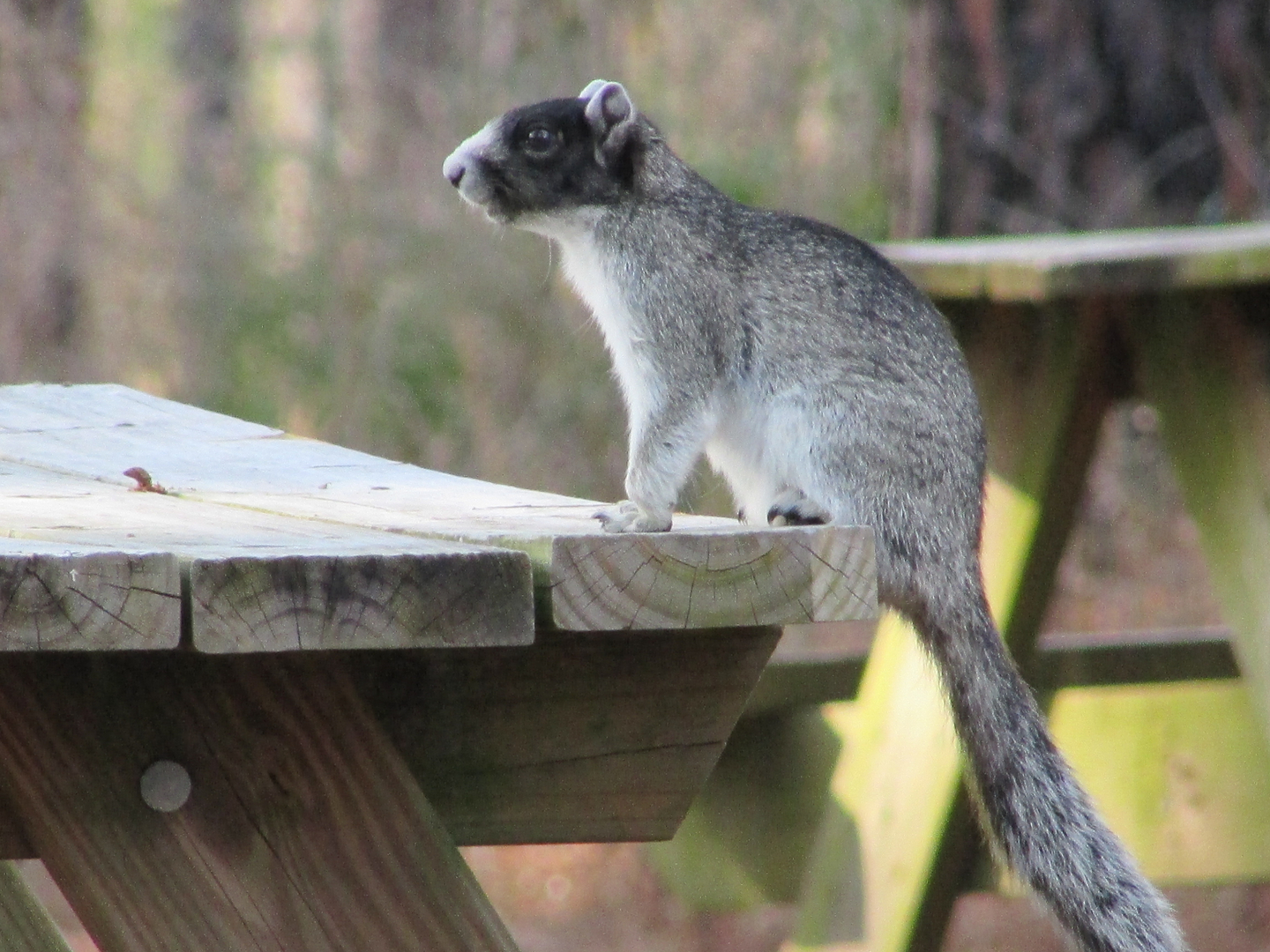 Fox Squirrel on Picnic Table