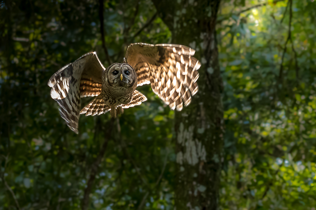 Owl taking off in Flight