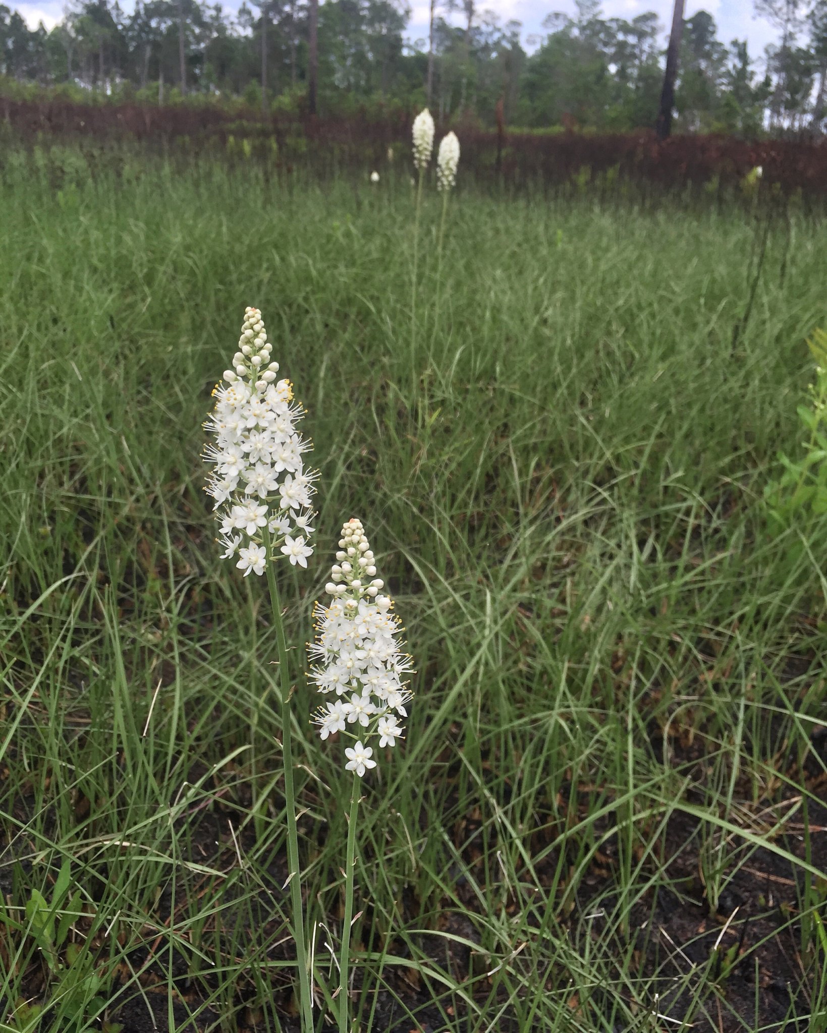 White blooms of the Osceola’s plume can be seen in a field of lush green grasses.