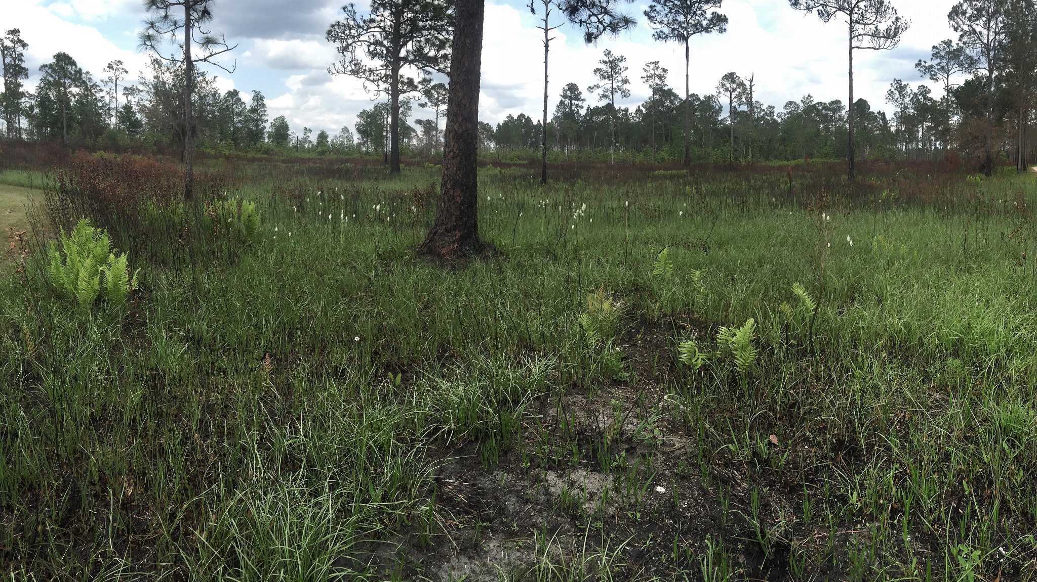 Lush green grasses, the white flowers of Osceola’s plume and cutthroat grass can be seen low to the ground with pine trees in the background. Plants recover quickly after a prescribed fire.