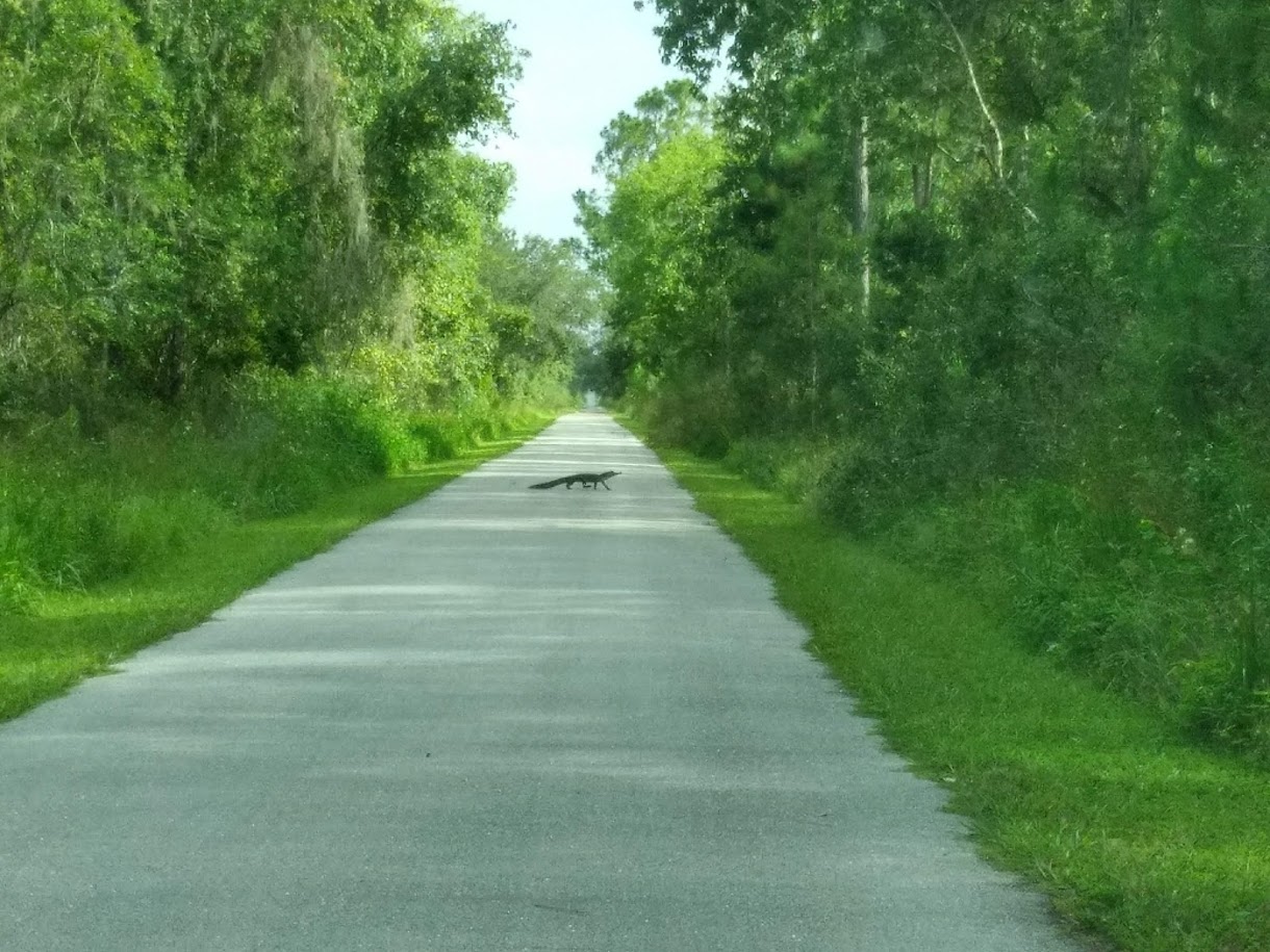 Alligator Crossing the Van Fleet Trail