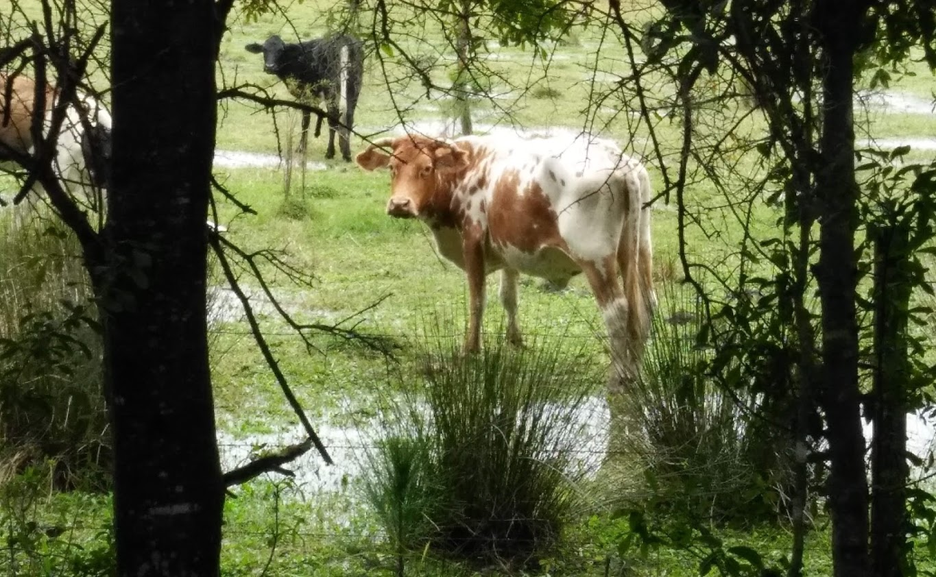 Cattle seen from Van Fleet State Trail