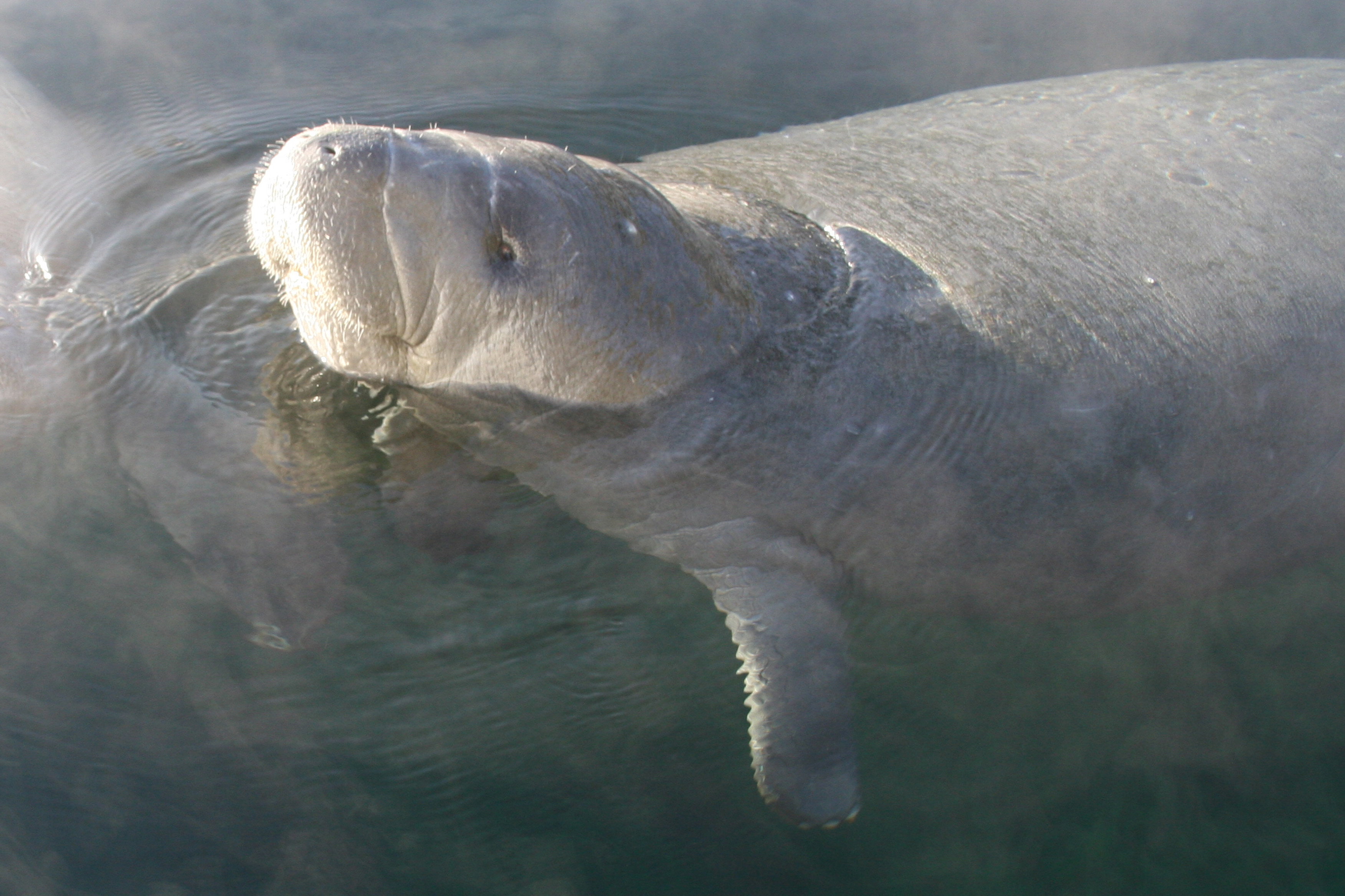 A manatee in the water with mist surrounding the water
