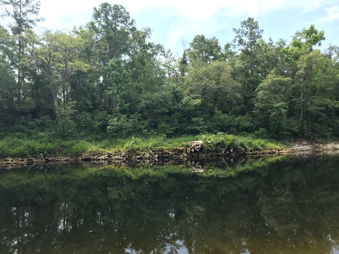 Limestone outcroppings on the Withlacoochee River
