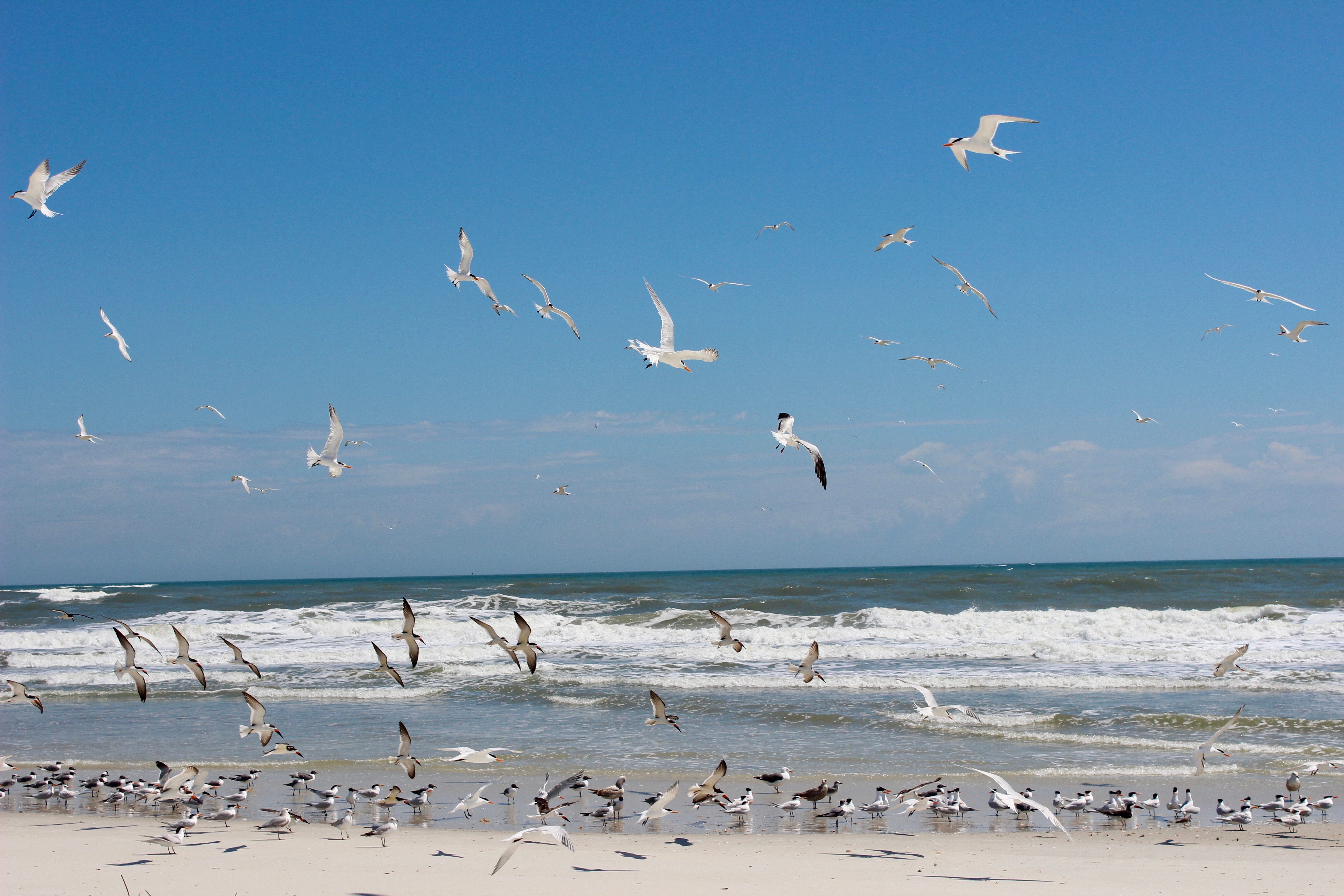 Shorebirds in flight at the beach