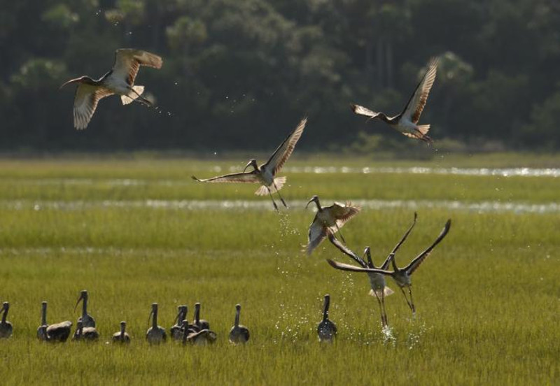 several birds take flight out of a grassy marsh wetland