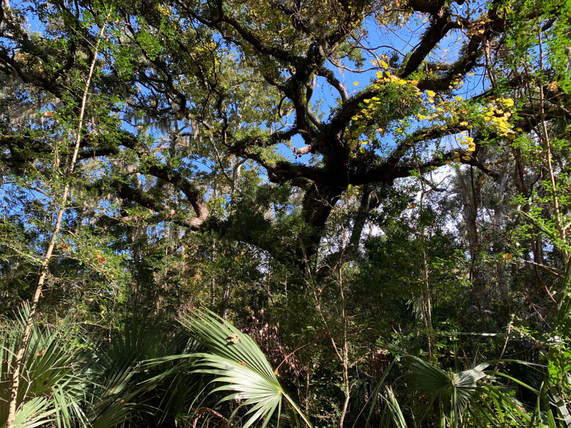 a large oak tree with aerial ferns on the branches, surrounded around the base by saw palmettos.