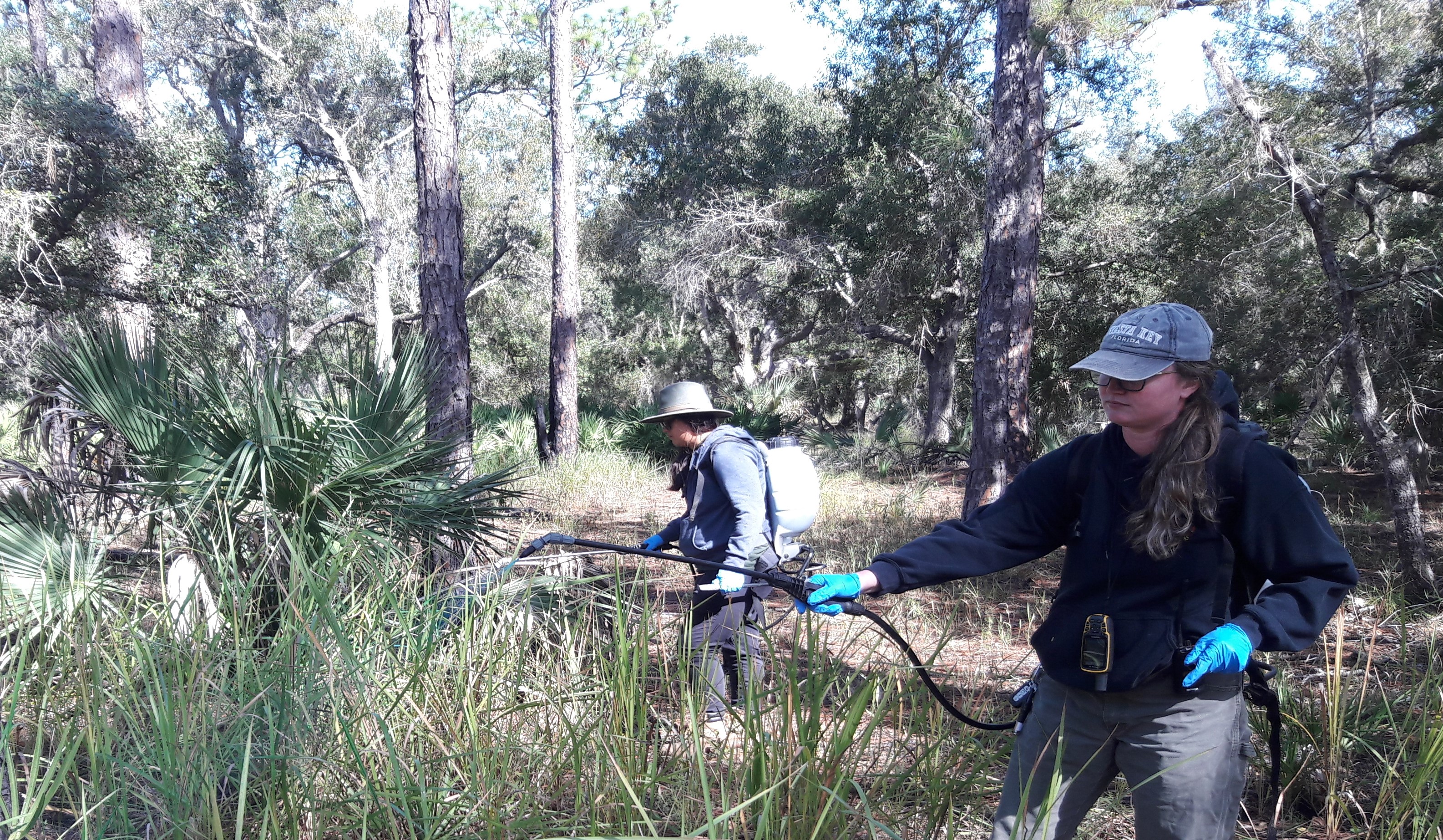 Diana Wahner (AmeriCorps member) and Anne Reynolds (OPS exotic technician) apply herbicide to eradicate some cogongrass.