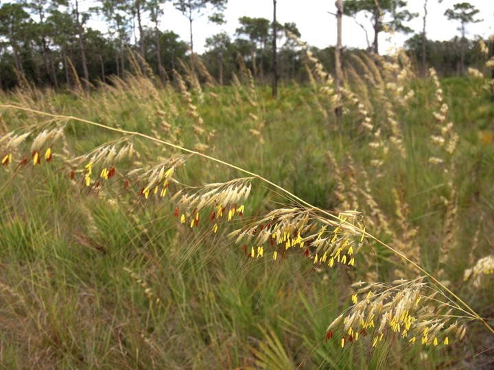 Tall lopsided Indiangrass with red and yellow blooms grow in this mesic flatwoods at Lake Manatee State Park.