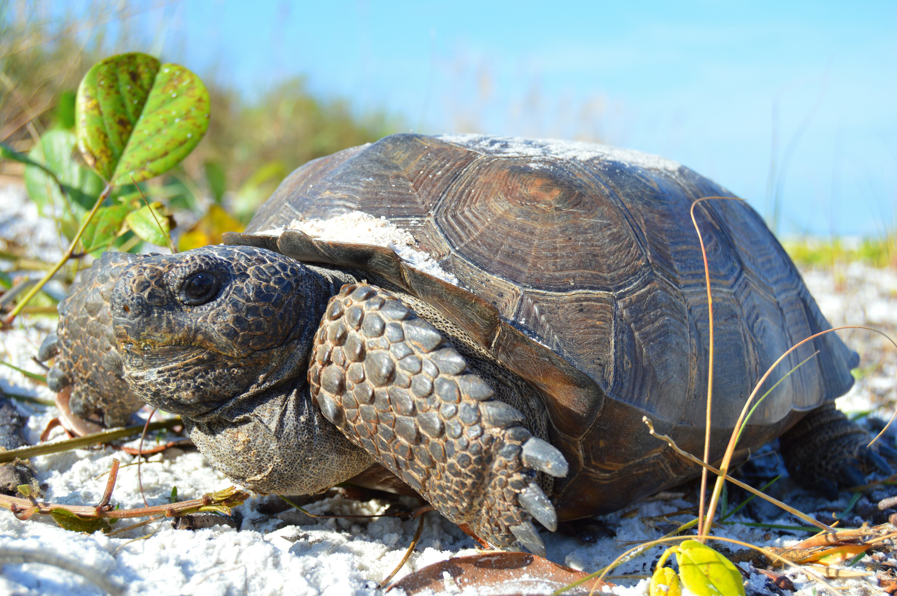 A gopher tortoise sits in the sand near the water. 