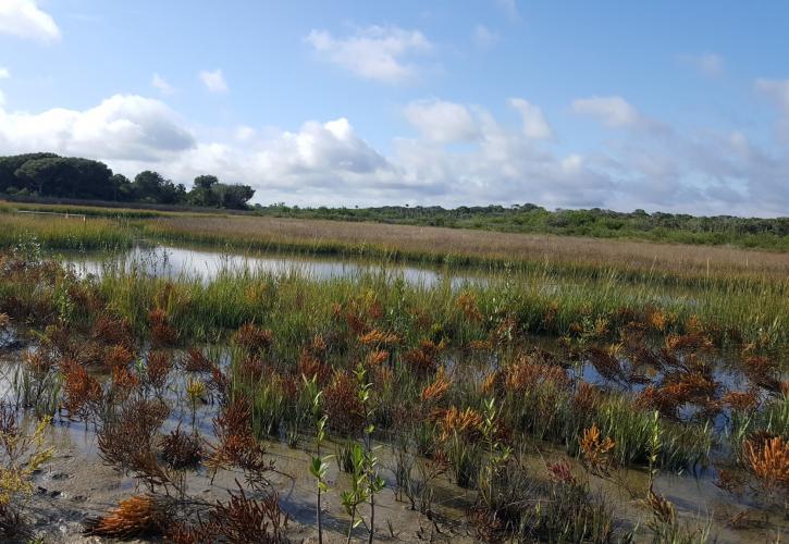 Beginning stages of marsh restoration