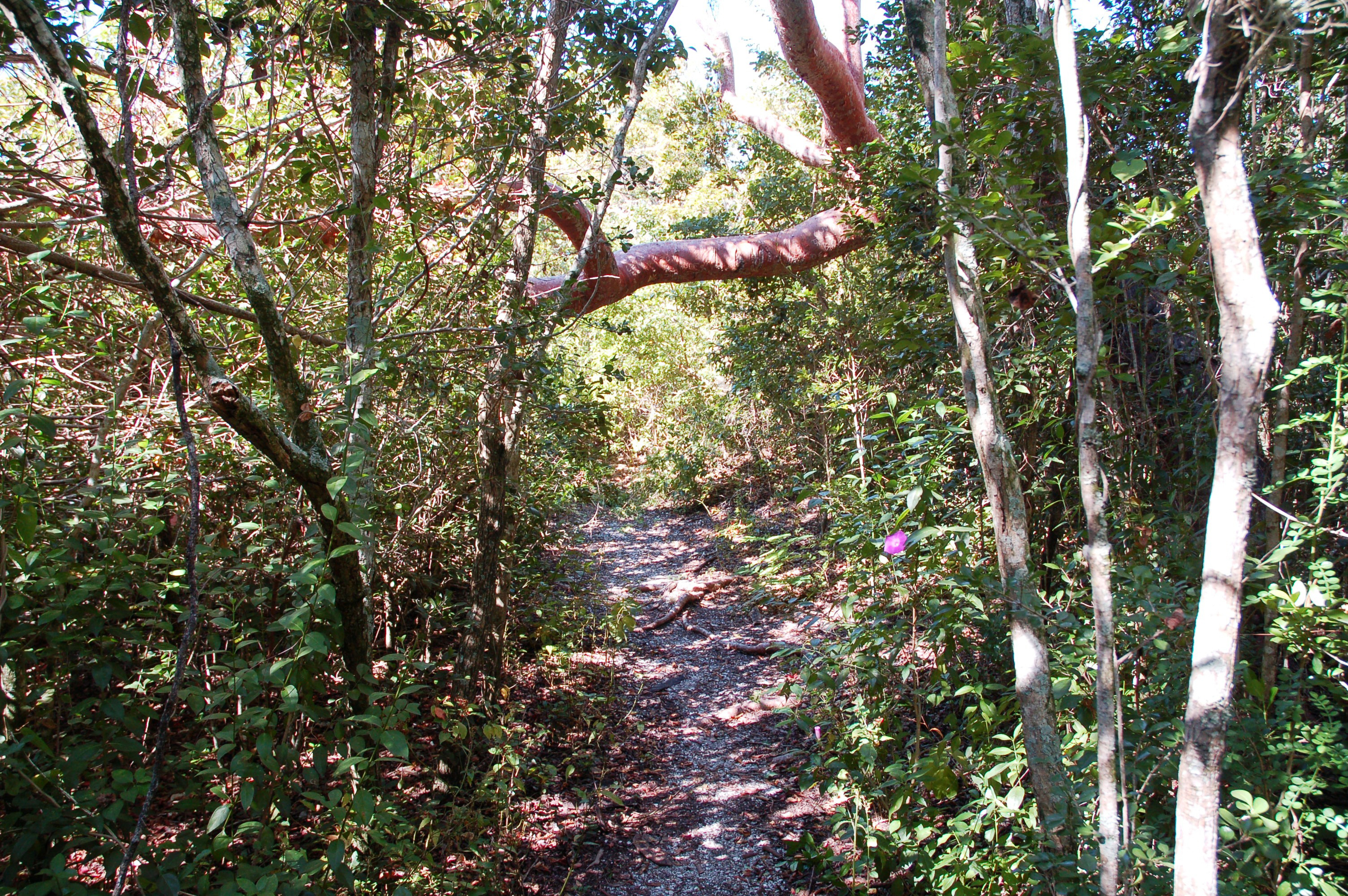 A view of the trail at Mound Key.