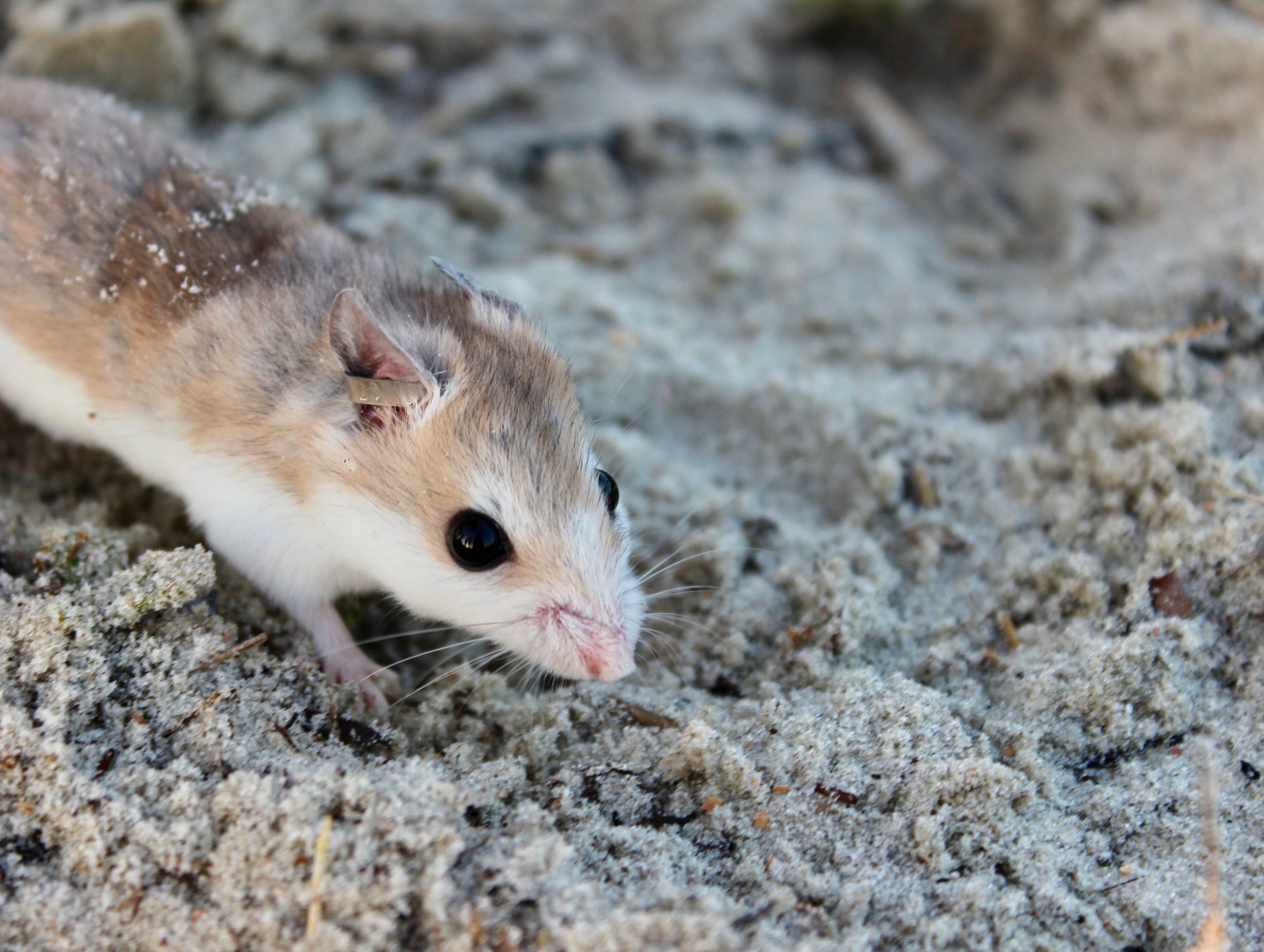  Endangered Anastasia Beach Mouse 