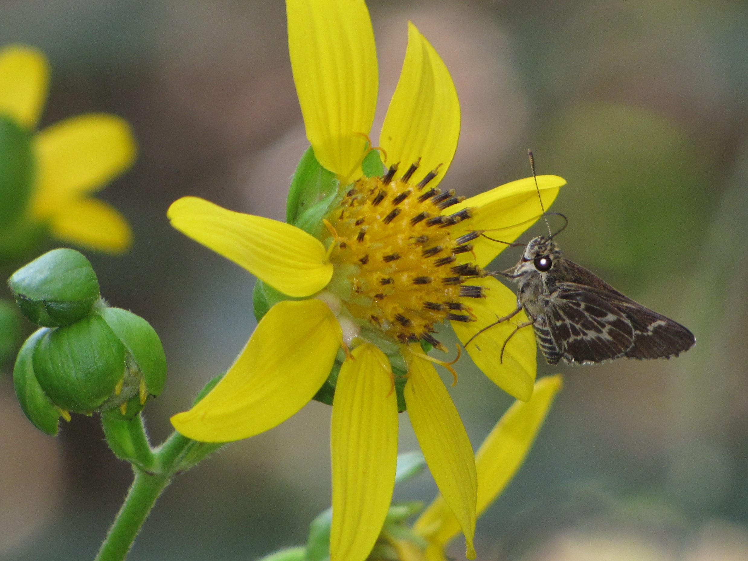 Lace-winged roadside skipper (Amblyscirtes aesculapius) at Paynes Prairie Preserve State Park.
