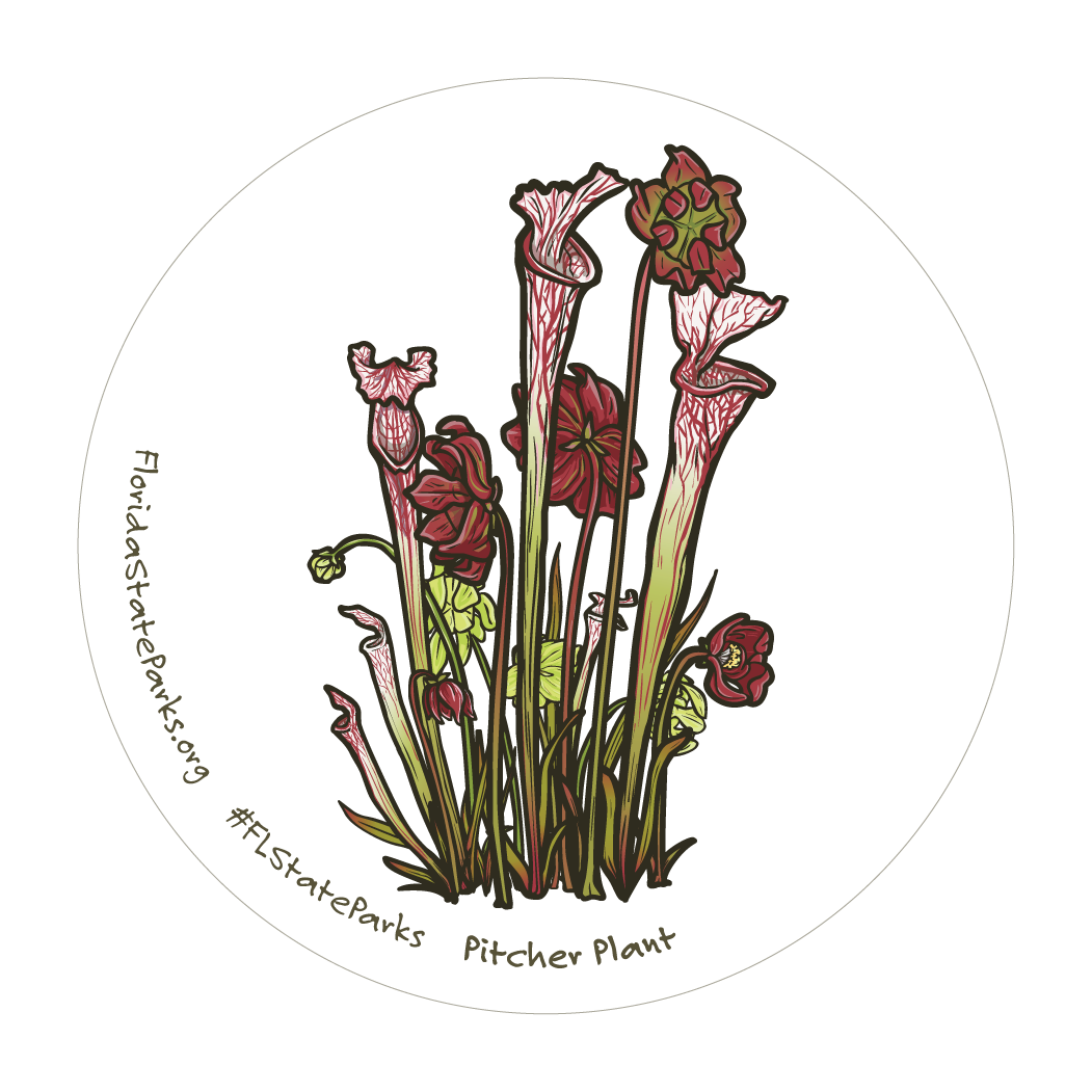 White-top Pitcher Plant