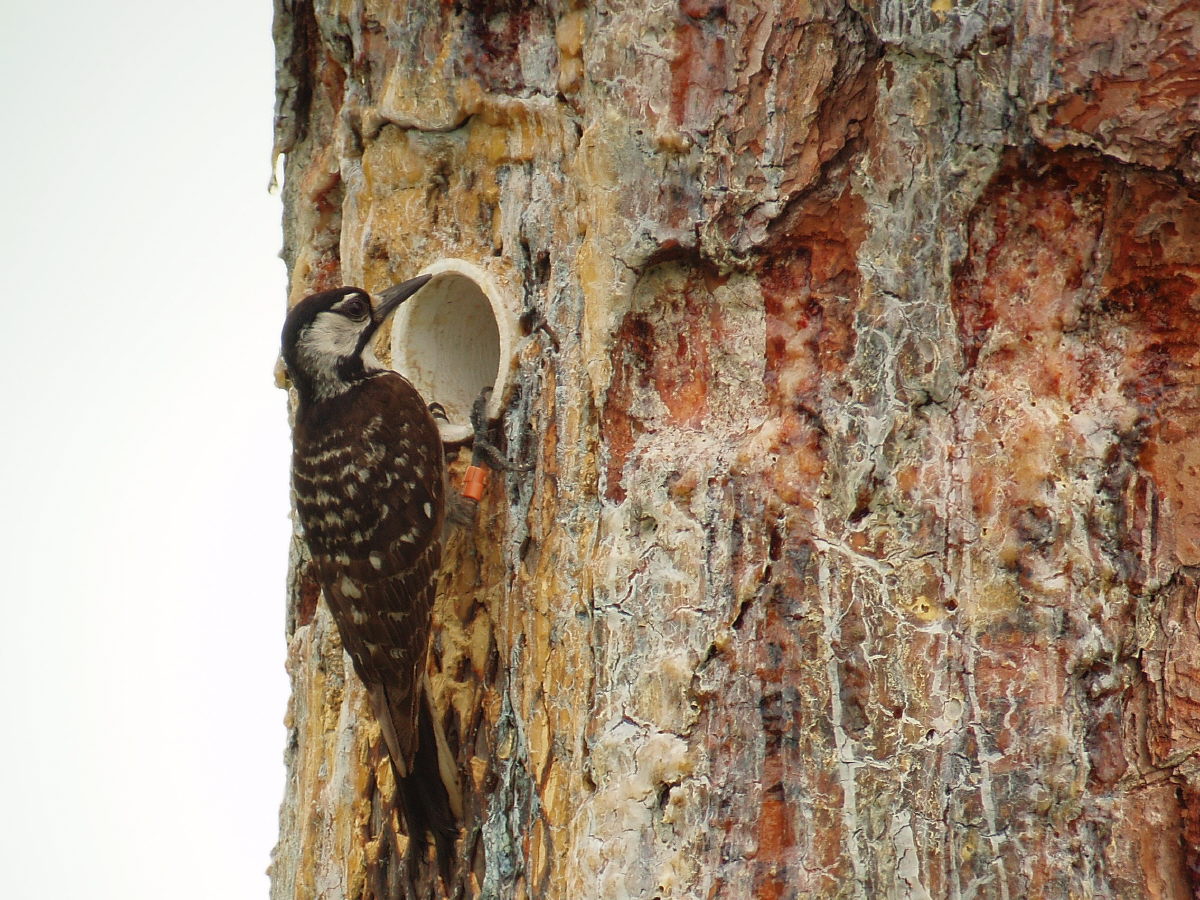 A red-cockaded woodpecker inspects a newly installed cavity. 
