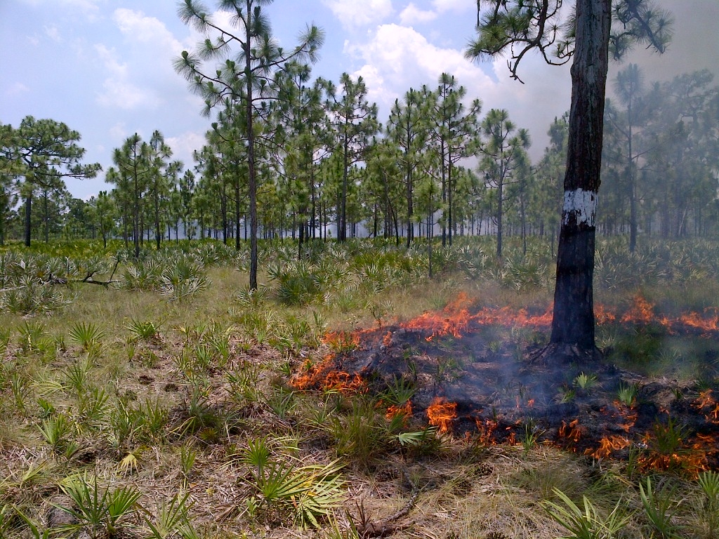 Prescribed fire around RCW tree