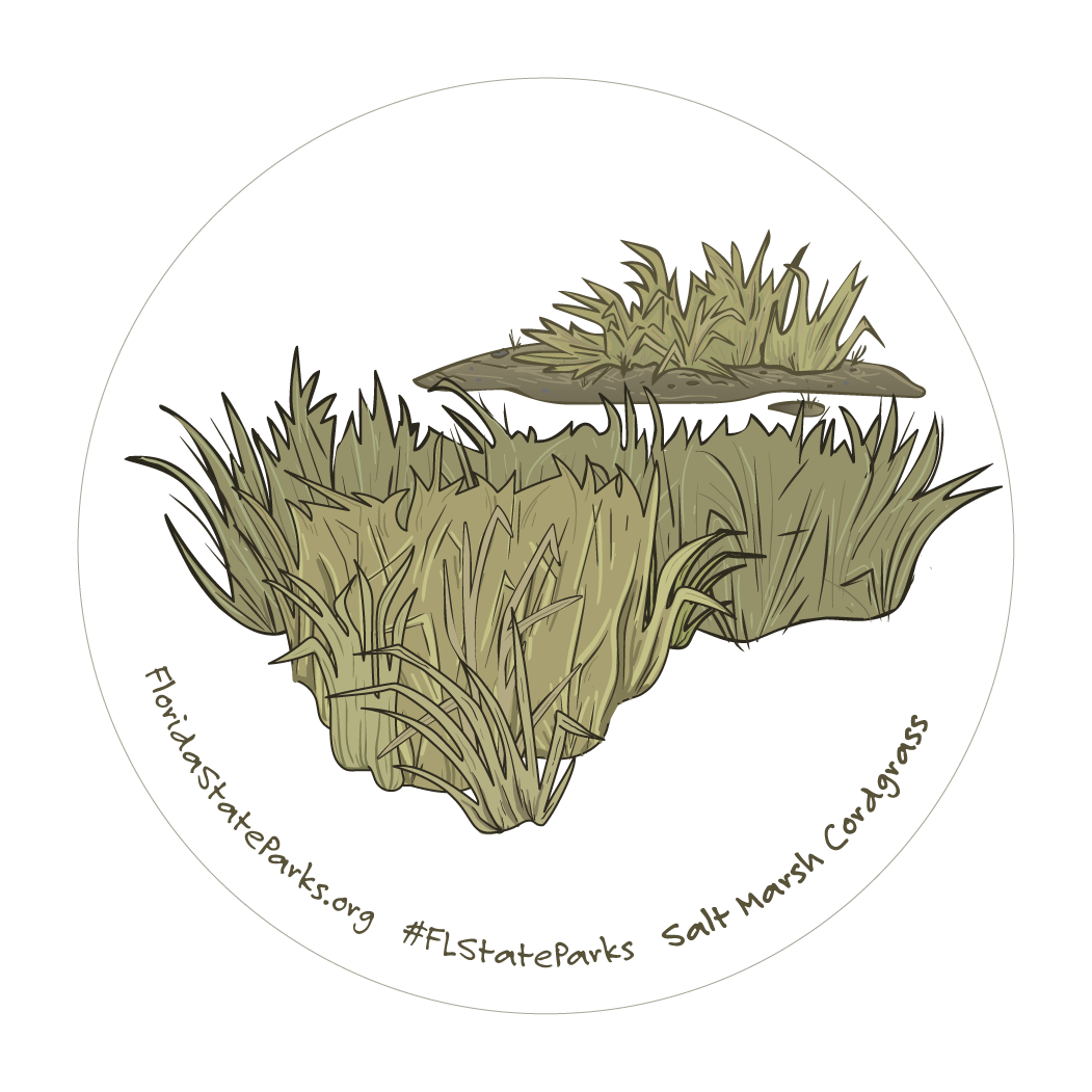 Salt Marsh Cordgrass
