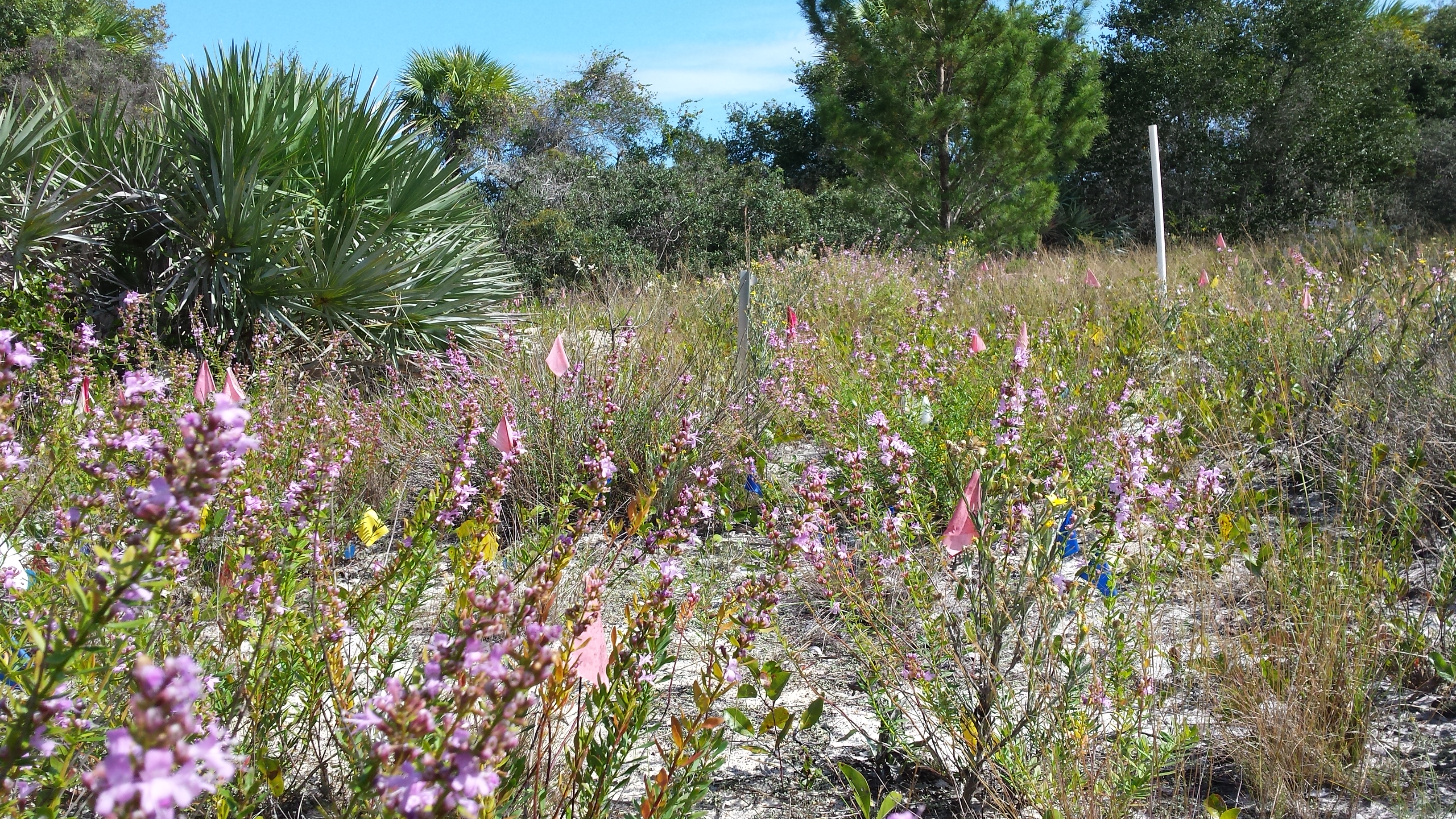 The endangered Savannas mint population thrives at Savannas Preserve State Park.