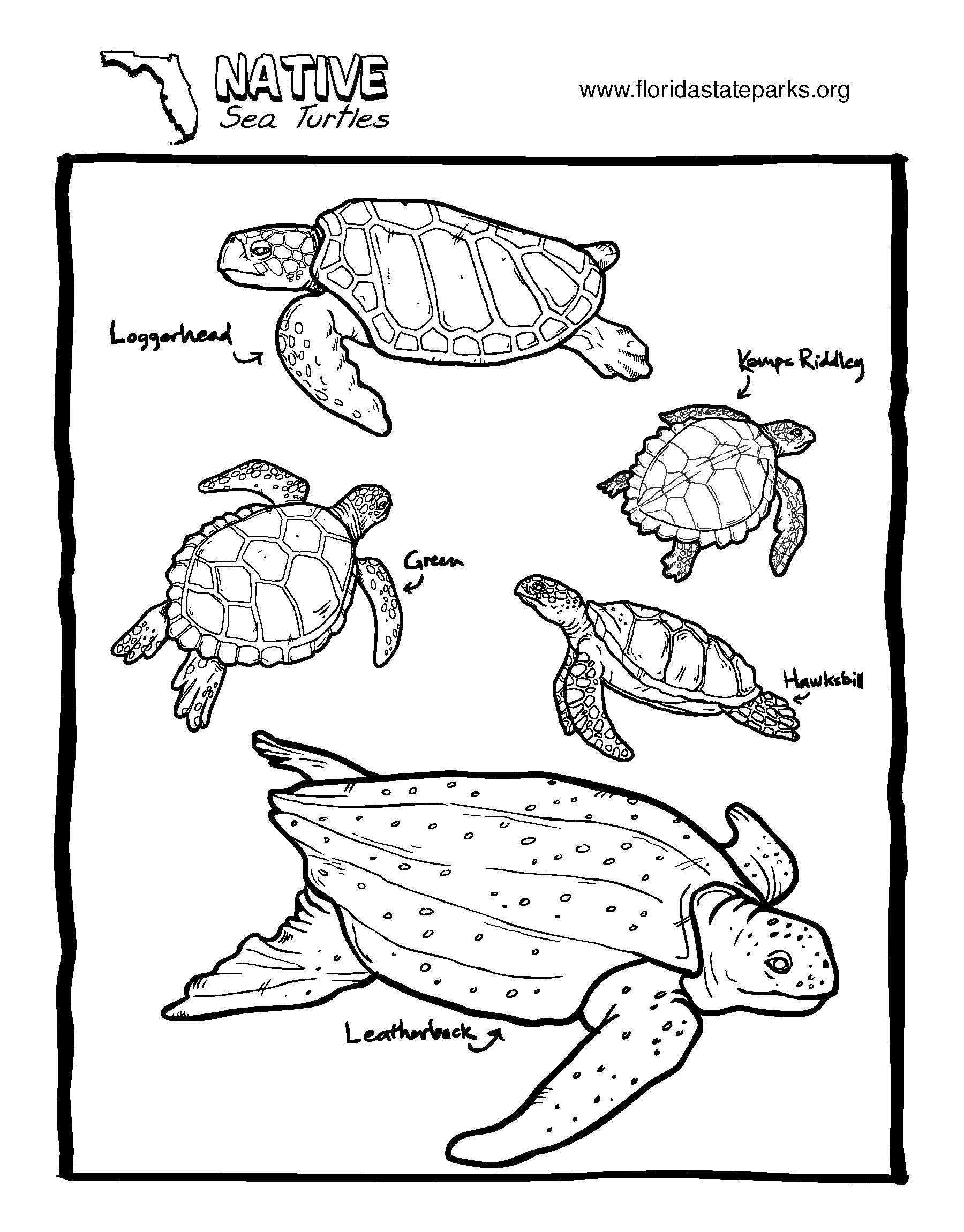 A coloring sheet featuring different kinds of sea turtles.