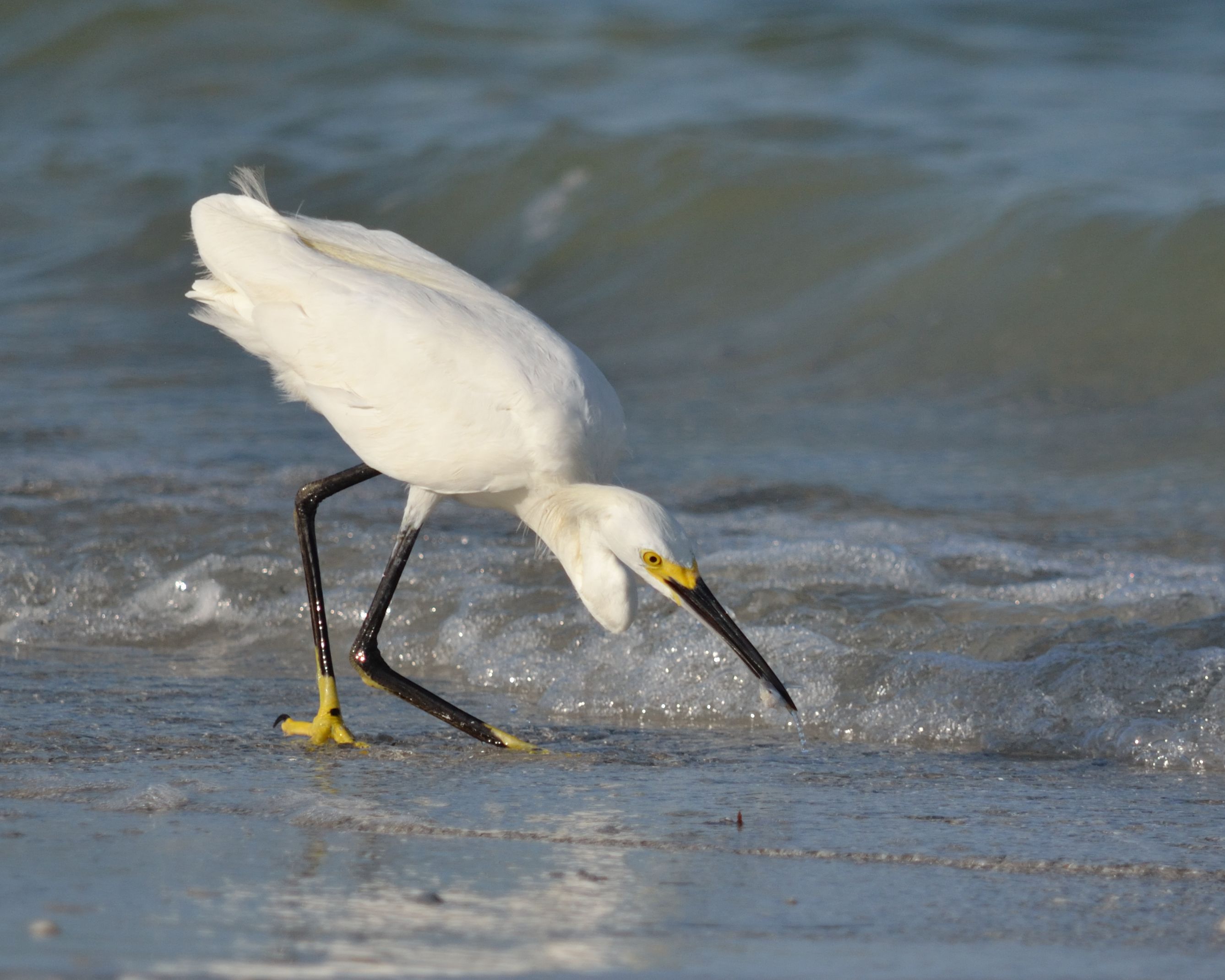 Snowy Egret on the beach fishing at the surf 