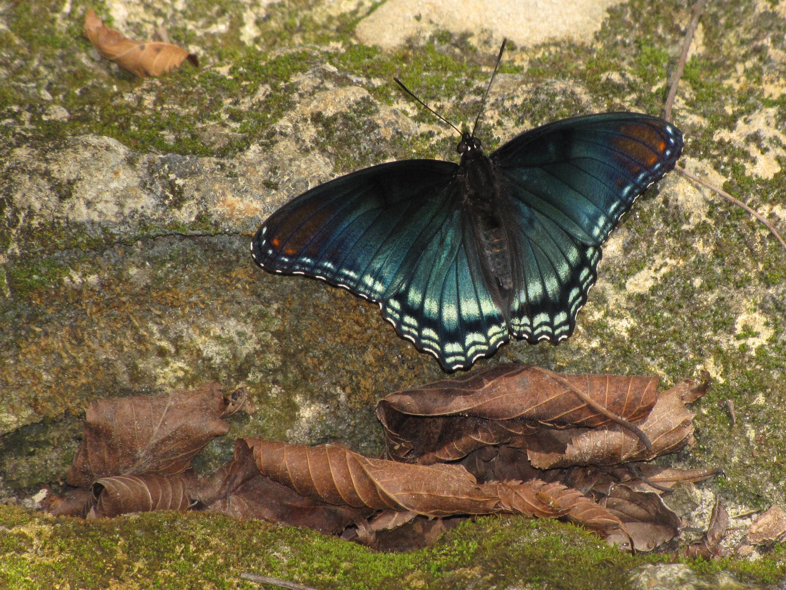 Red spotted purple (Limenitis arthemis) on a limestone rock   at Suwannee River State Park.
