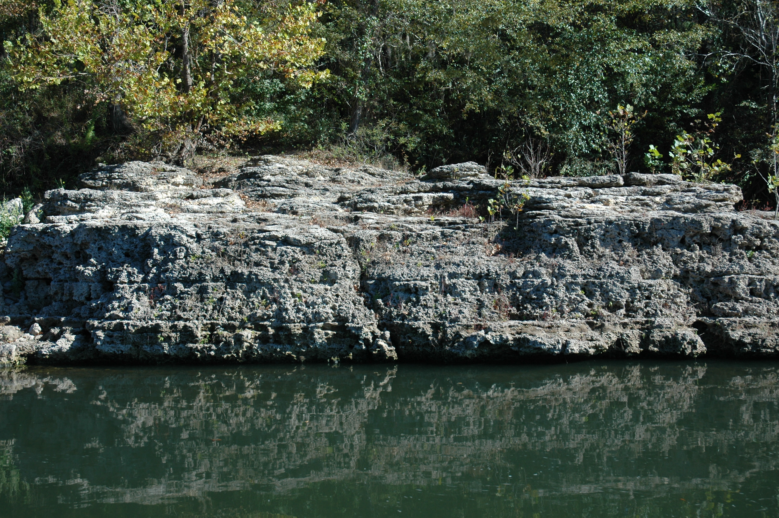 Limestone in the Torreya Formation exposed at Rock Bluff