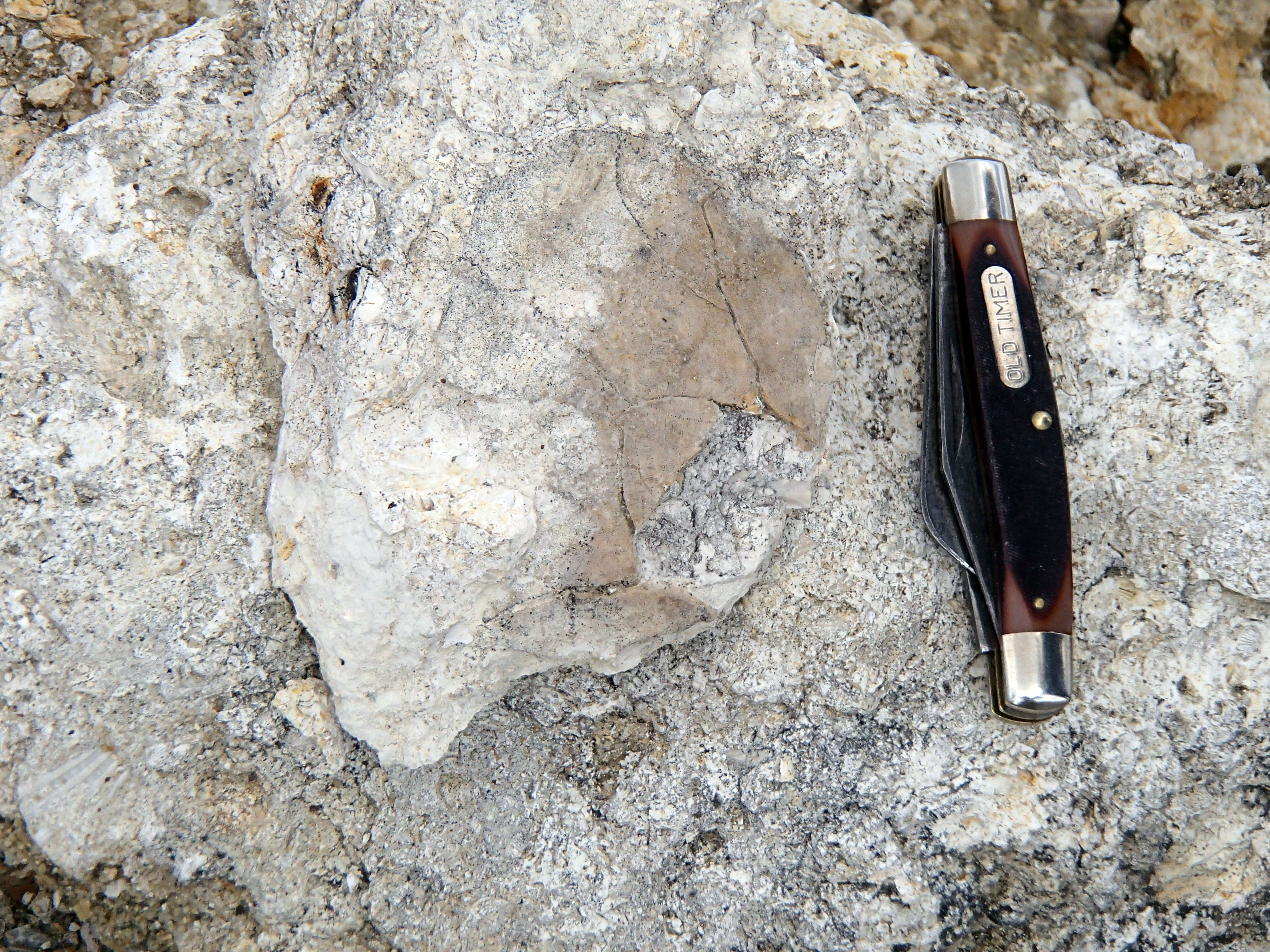 Fossil oyster from the early Miocene Torreya Formation at Rock Bluff