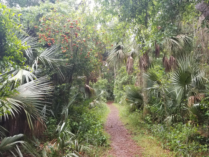 a dirt path extends through thick brush including orange trees and saw palmettos