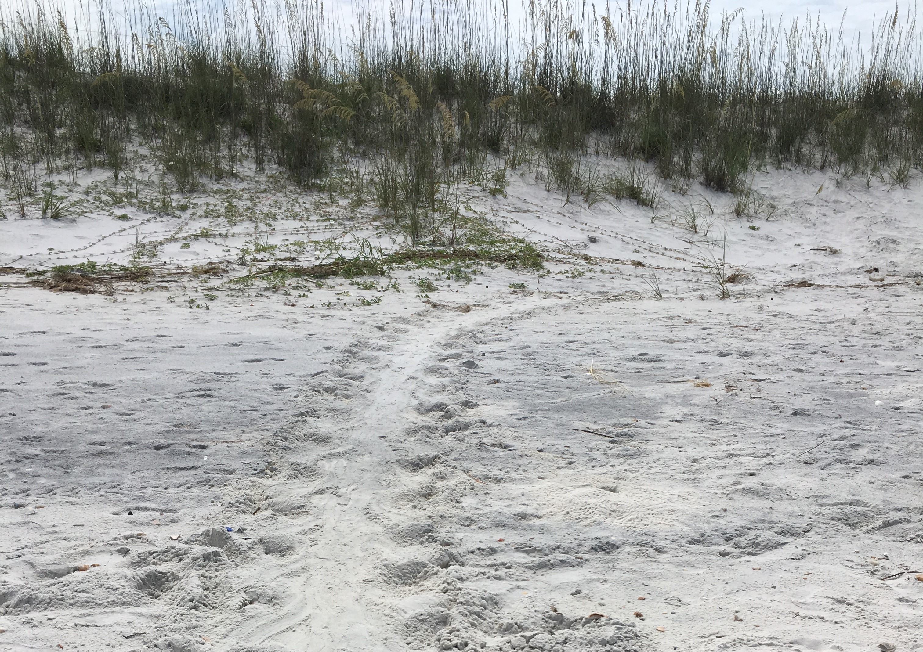 Tracks in the sand are evidence that a sea turtle came ashore to nest. 