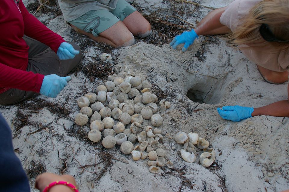 Turtle excavation team conducting an inventory on a recently hatched nest.