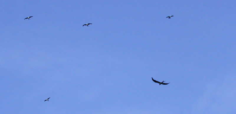 Blue sky with swallow-talked kite group soaring