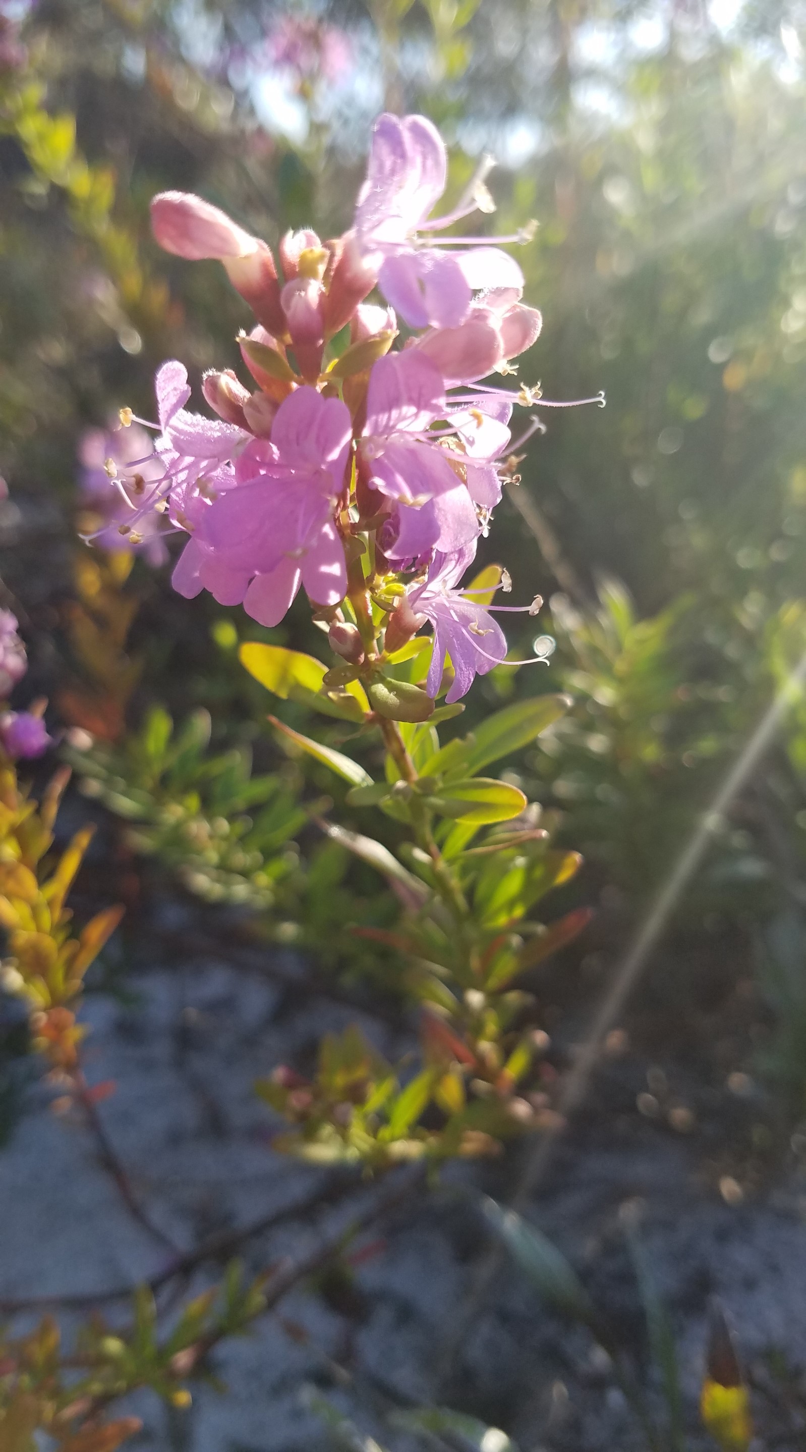 Purple flowers of the Savannas mint