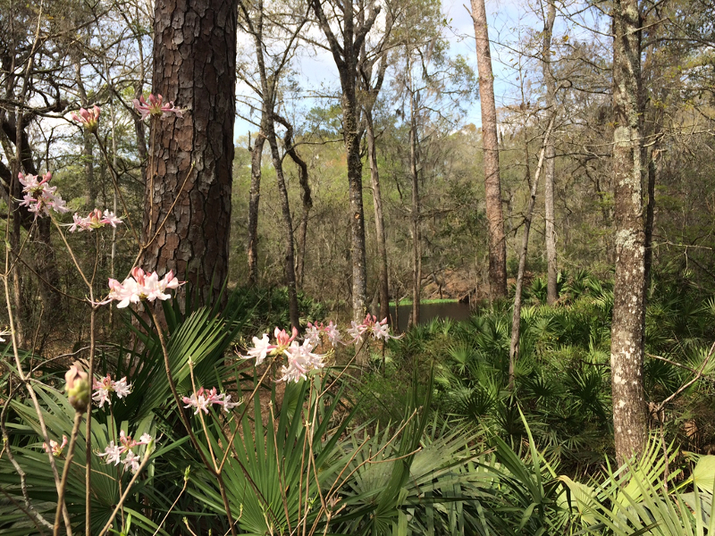 pink flowers bloom in front of spiky saw palmetto plants and trees