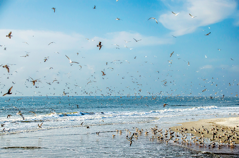 thousands of birds take flight while others wade in the surf at fort clinch state park.