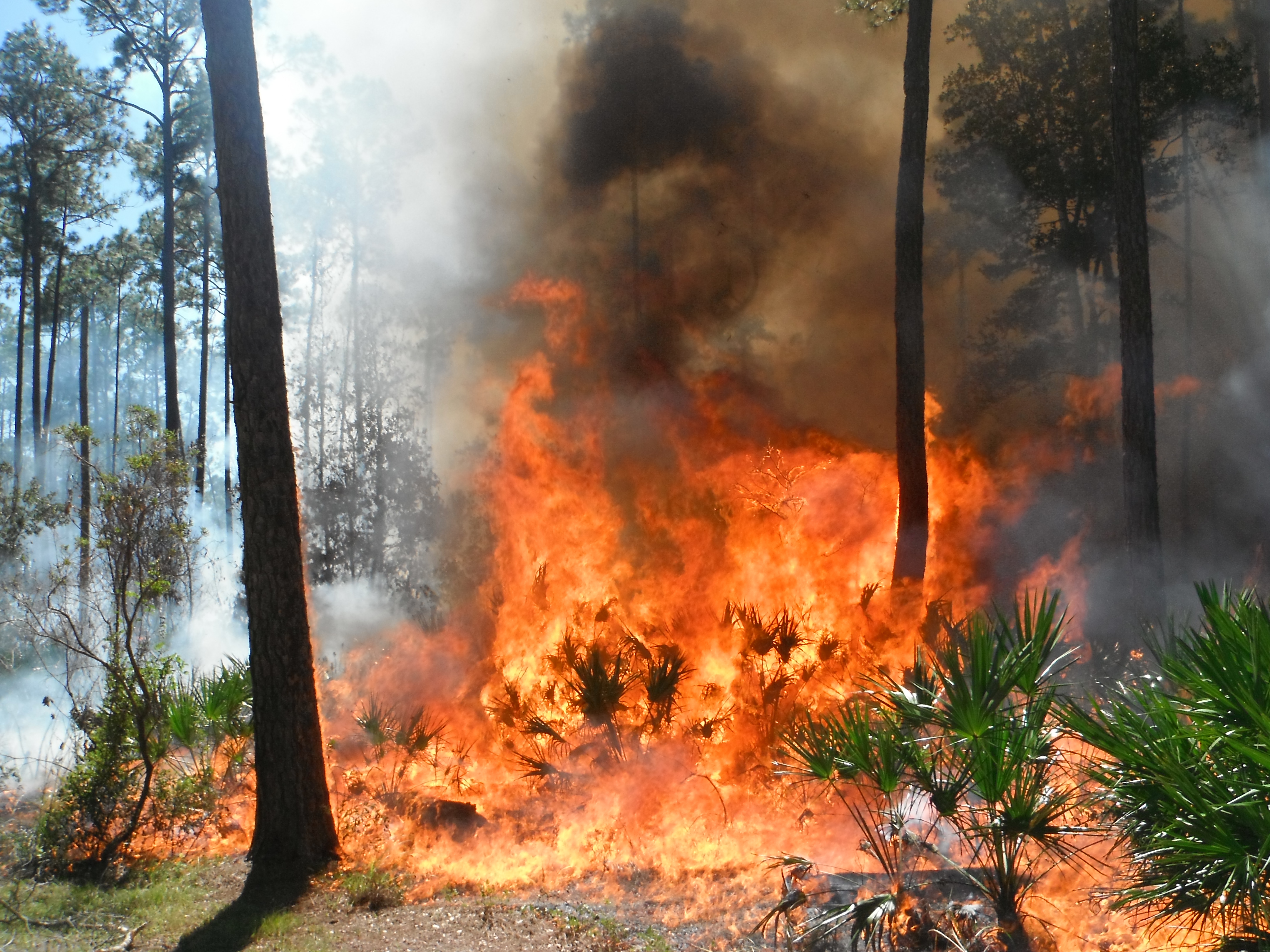 Orange flames burning plants during a prescribed burn