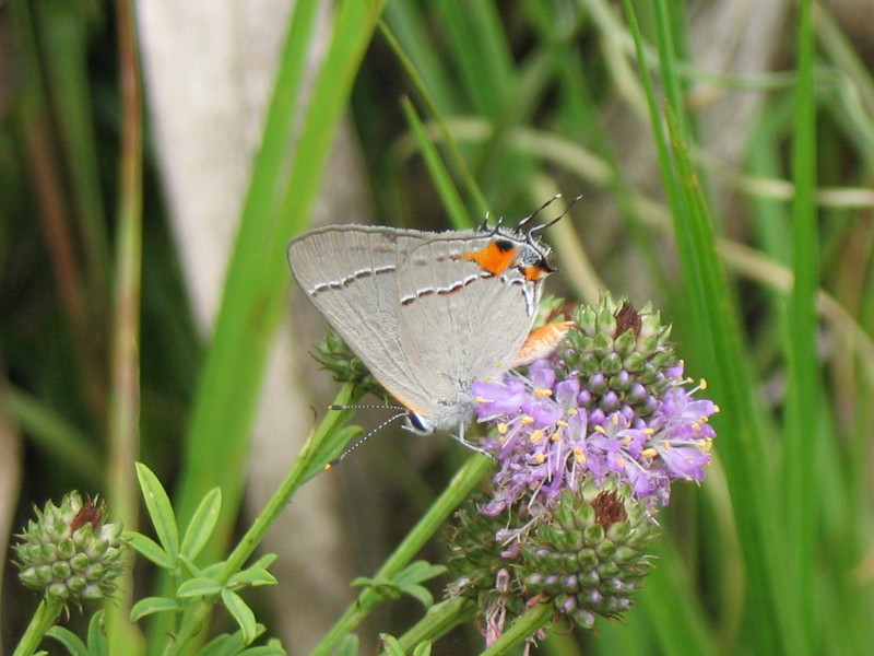 Image of an orange and gray butterfly on a pink flower.