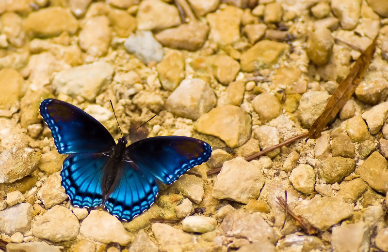 a bright blue butterfly contrasts sharply against yellow rocks on the ground.