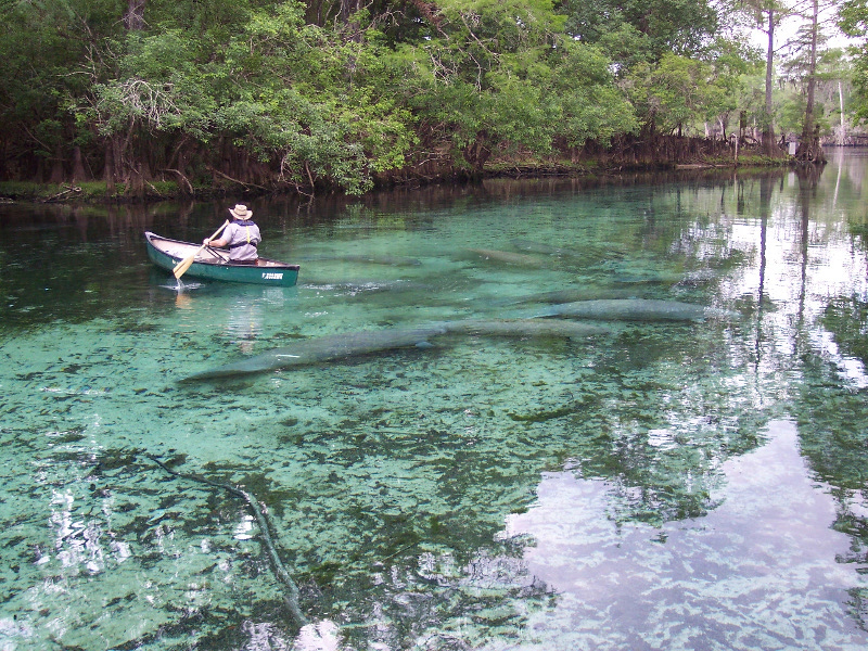 a man rows a canoe over manatees in a spring