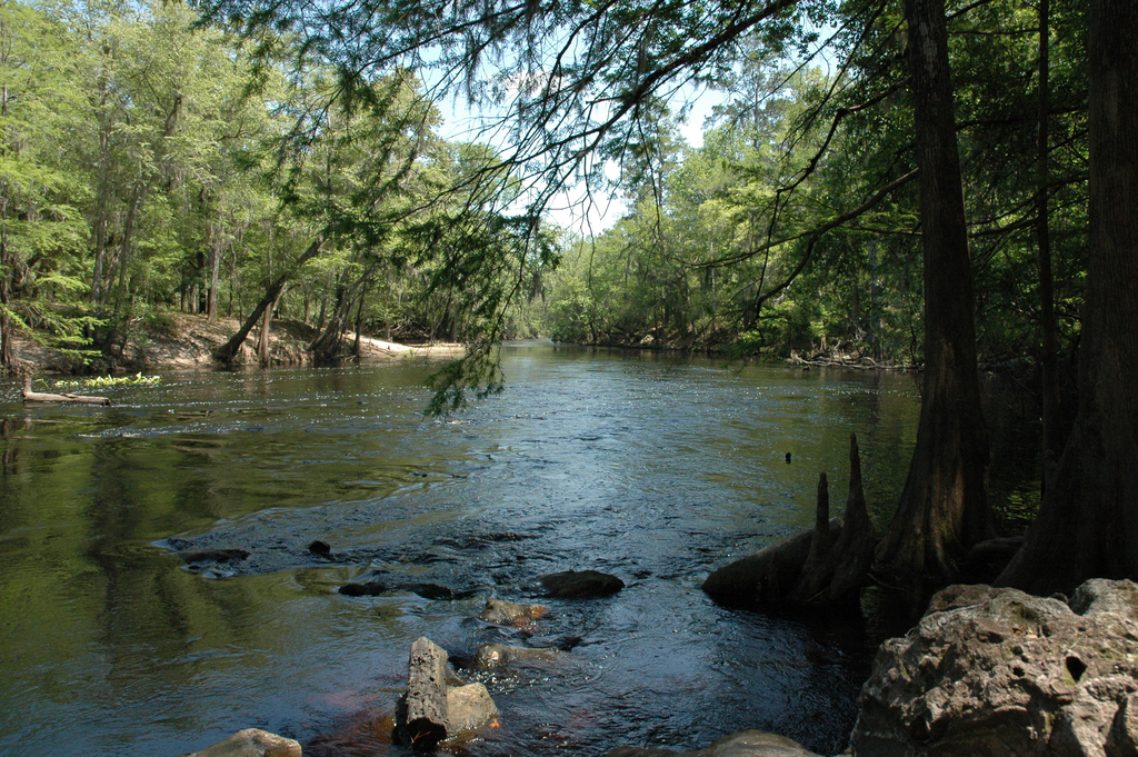 a cypress tree hangs over the bank of the santa fe river