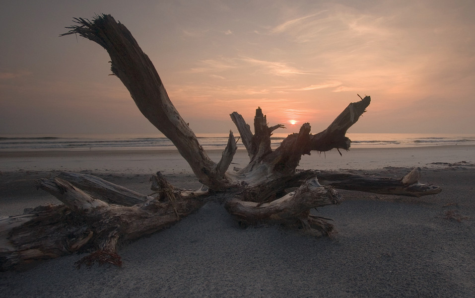 Image of a large piece of driftwood washed up at on the beach at sunrise at Little Talbot Island State Park.