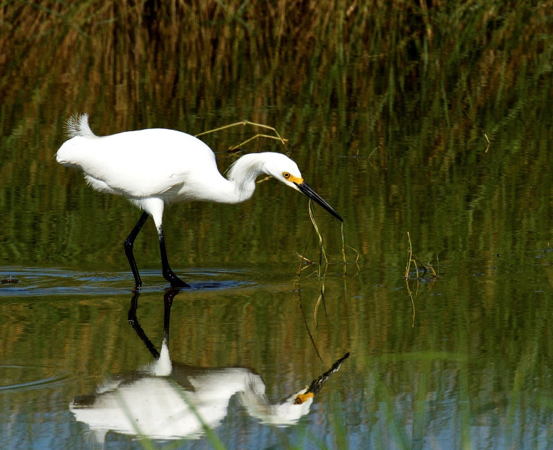 a handsome white bird wades in shallow water