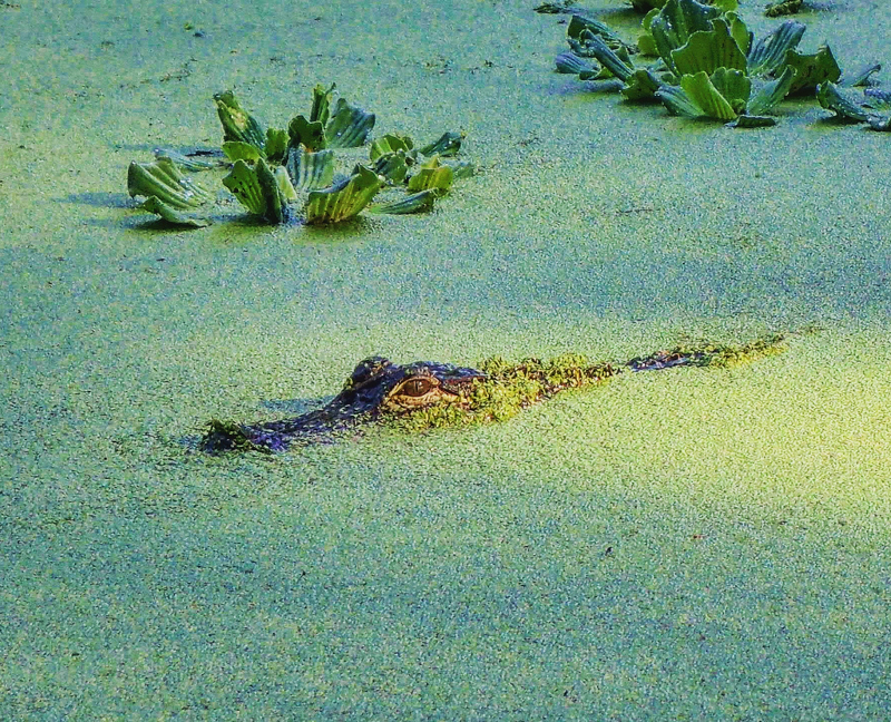 an alligator submerged in duckweed in the water, with just eyes and nose visible.