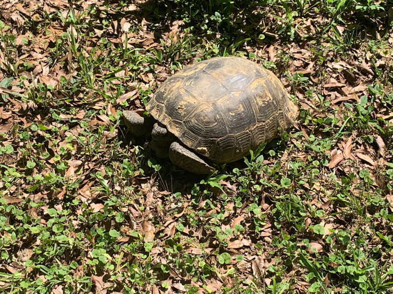 a tortoise sits in the grass and dead leaves