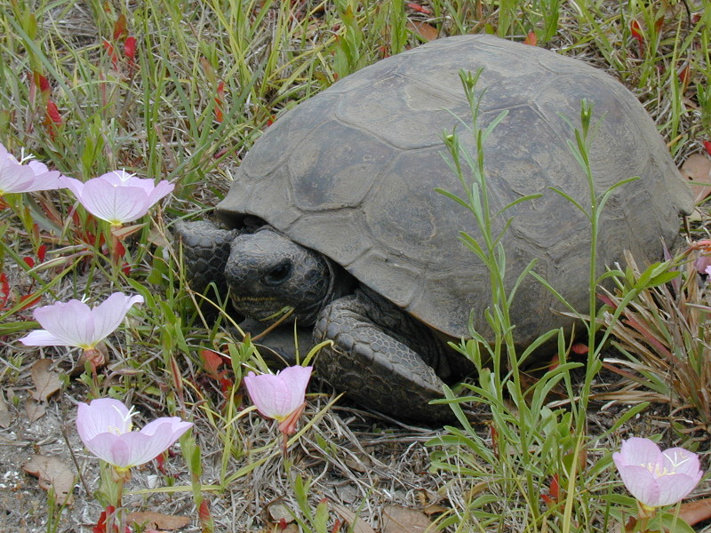 a gopher tortoise sits on the grass between pink flowers