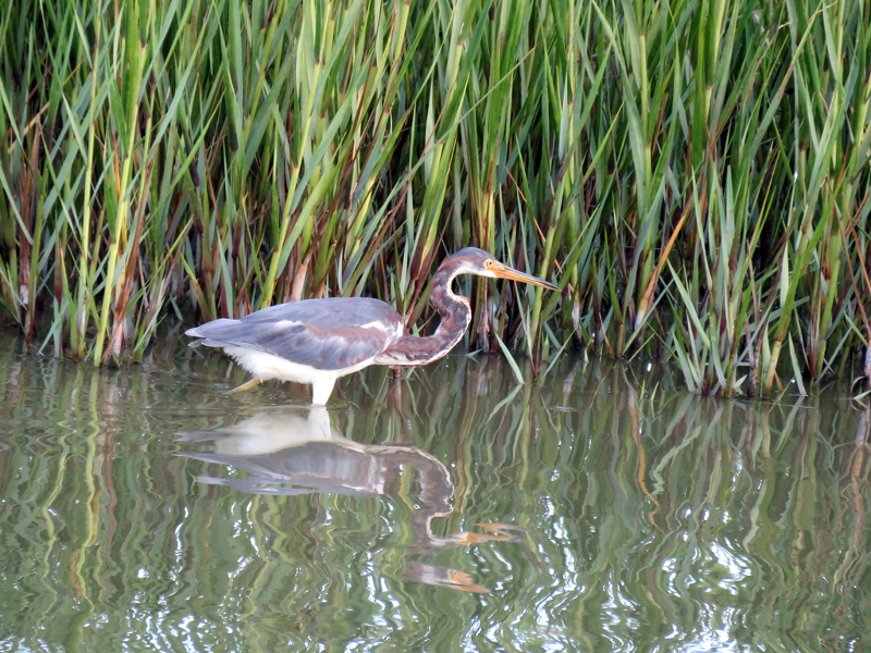a gray and brown heron wades in the water of a salt marsh
