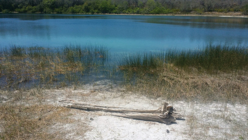 an old log at the edge of a lake with tall grasses and crystal blue water