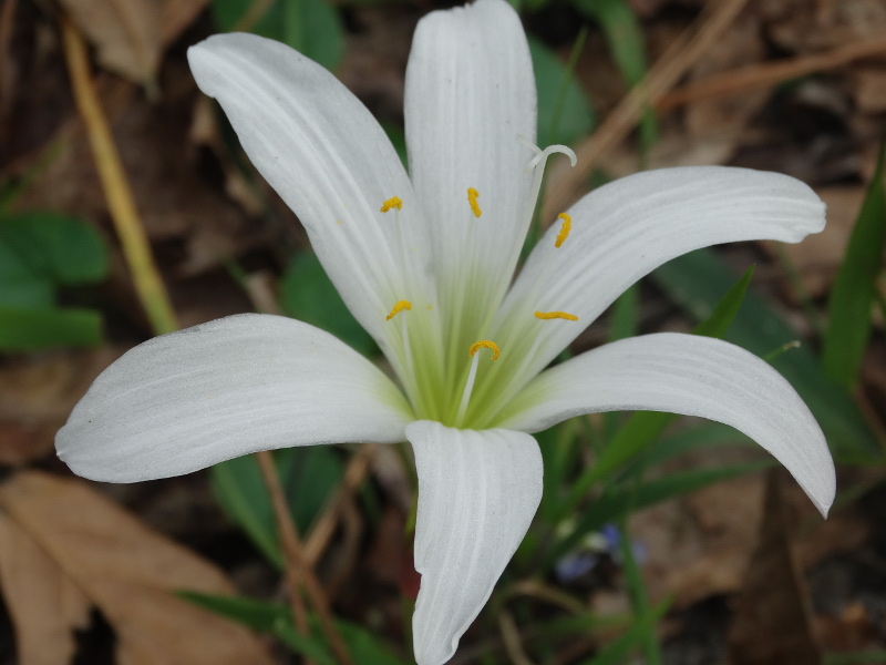 a white lily blooms on the ground.